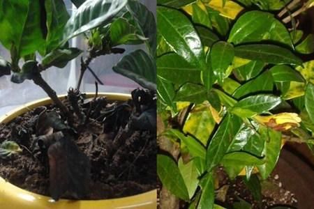  微量元素■茉莉栀子花，黄叶的“七大”原因，缺一种东西，黄叶难逃