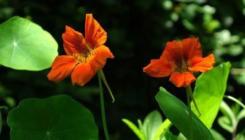 【常见】有一种莲花,不需要水,一年四季都开花,花香色艳,绿化带常见