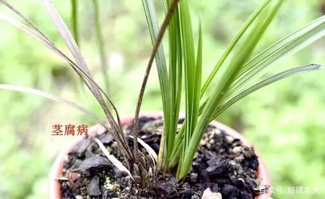  【传染】兰花两腐病，会通过植料传染吗？