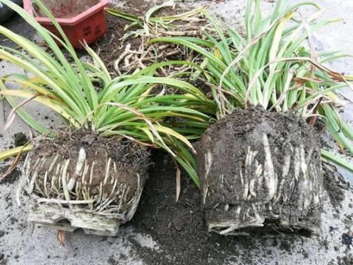  「营养」养绿萝、吊兰，掌握“关键4点”，不烂根、不黄叶，新芽蹭蹭长！