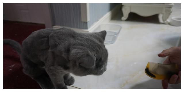  [于猫咪而言]对猫咪来说，几种近乎于虐待般的惩罚行为