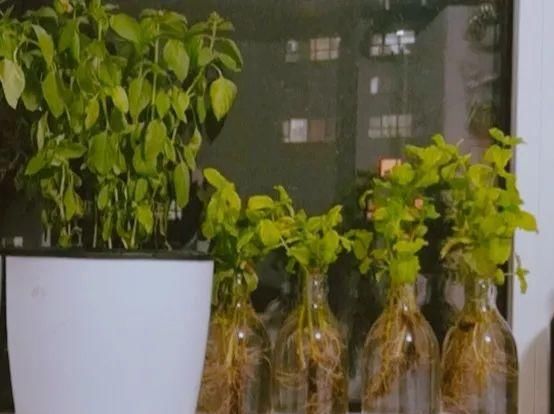  『以水培』春天就养的“5种花”,好养又漂亮,沾土就活,给点水就开花不断!