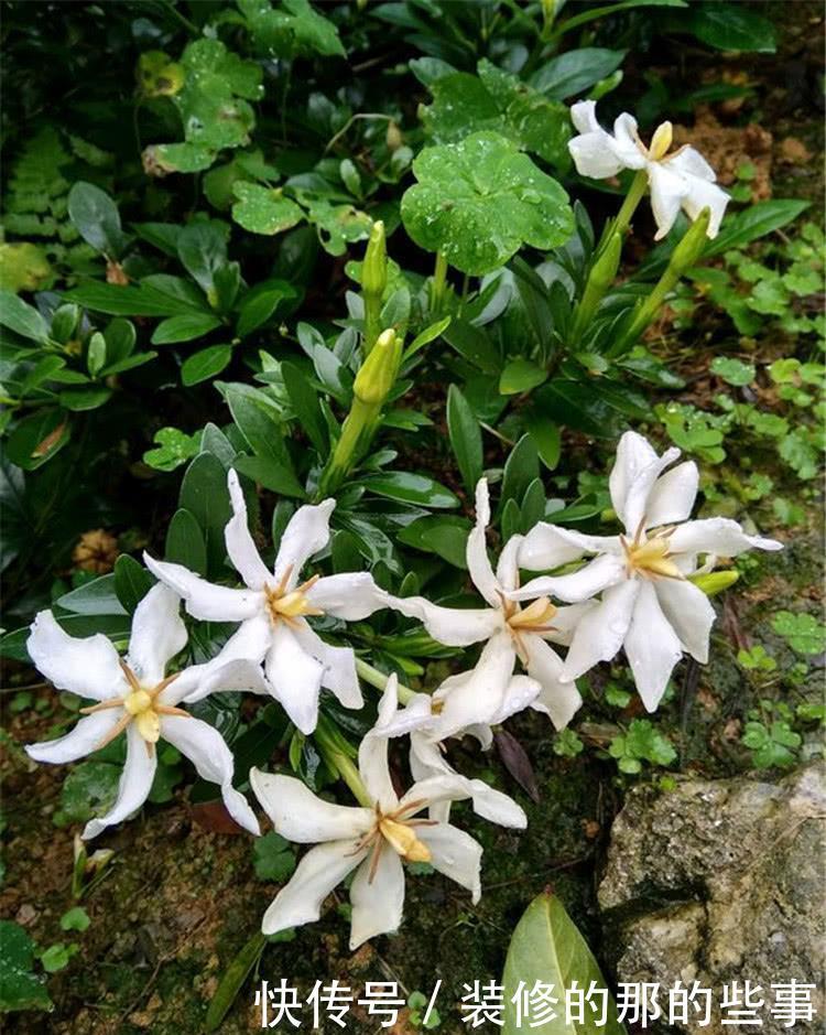 『栀子花』把它晒干了养栀子花，栀子喜欢长得好，开花香又俏