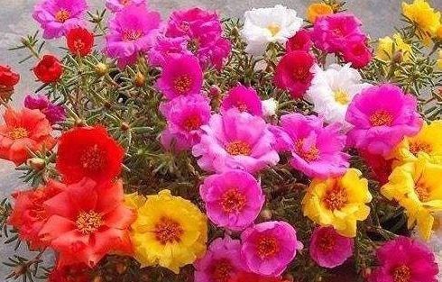 【试试】喜欢养花啊,那养这些花草试试,掐个枝沾土就能活,开花美艳迷人