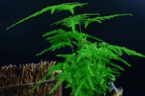  繁殖■此款花卉最好养，一盆繁殖多盆，几乎全年开花，花开枝繁叶茂，美