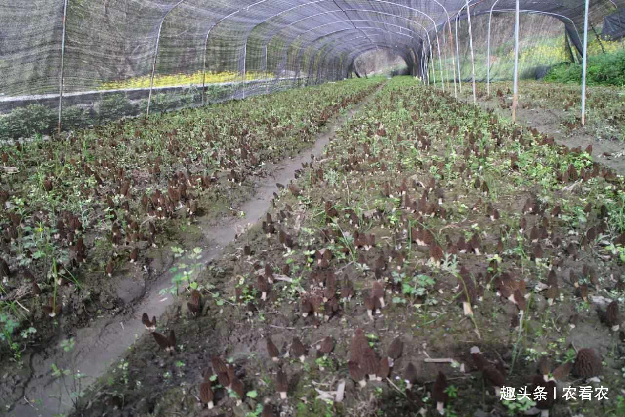  人称@人称“陆地鱼”，20斤晒干仅剩2斤，一斤900元，野生的几乎