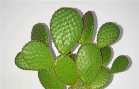  『植株』仙人掌这么养，侧芽冒不停，叶片肥厚，俩月就爆盆