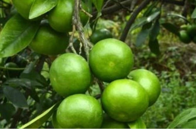  [收益]亩产8000斤，收购价一斤6元，亩收益42000元，农民却各种