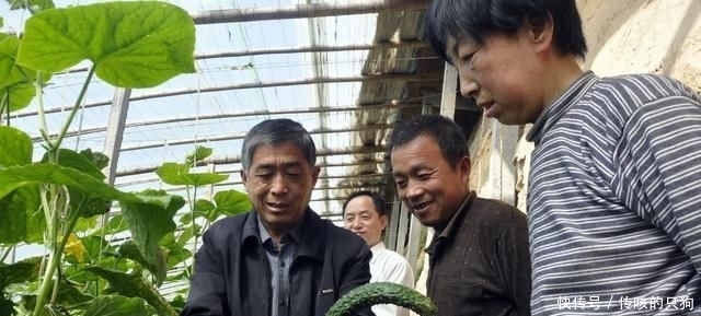  「平杠」黄瓜弯瓜，农民做这个，但产量还是平杠，比往年多4000