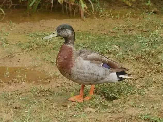 物以稀为贵,绿毛鸭竟能活出大熊猫的既视感