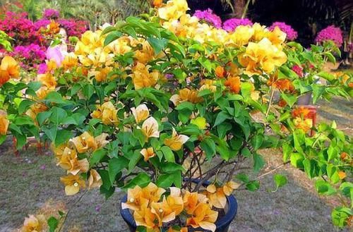  三角梅：小露台养上“1种花”，全年花朵“爆不停”，活像个小花园，真美