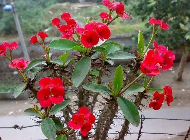  植物|这8种花家养最常见，浇水一定要注意，水一多就烂根