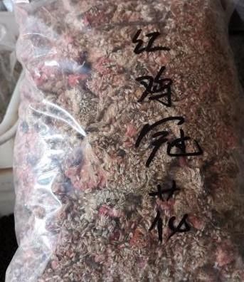  『花语』鸡冠花似火的绽放着，花团锦簇，赋予它“真爱永恒”的花语
