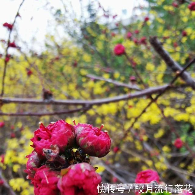 『植物』感觉公园里的植物就是不一样