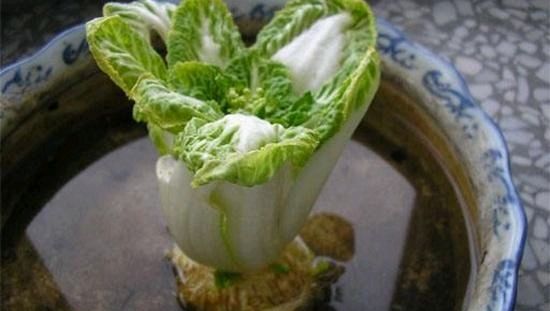  『阳台上种菜』这三种蔬菜，阳台上的蔬菜不错的选择，煲上几盆，吃上长茬！
