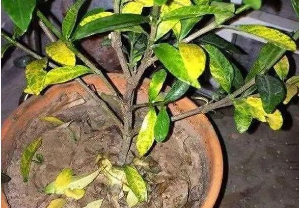  【植物】植物爱黄叶烂根，都是因为这几个方面没做好