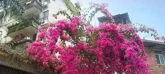 养三角梅，一口气窜到“7楼高”有多难得？广西人：这不很简单吗