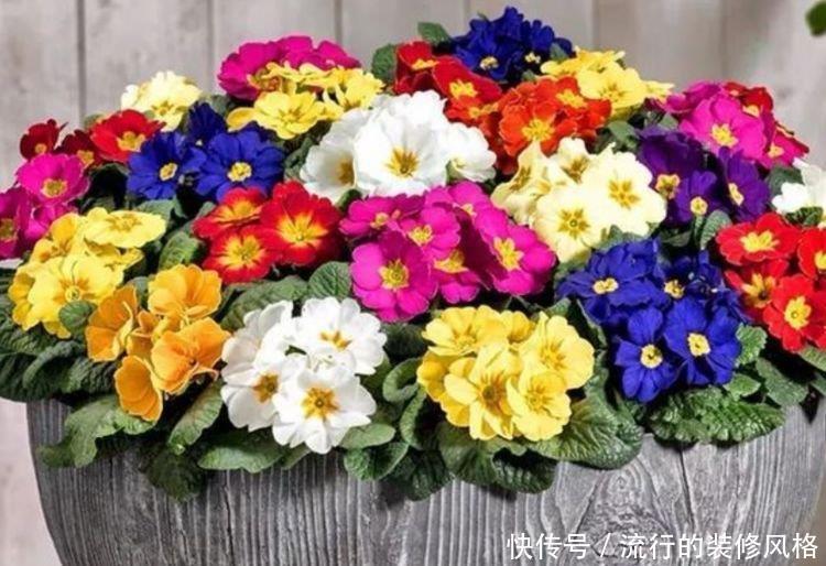 【迷人】养花就养这几款,全年开花不停,花色鲜艳夺目,花朵美艳迷人