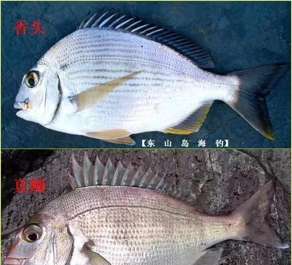  「东山叫红」46种海钓常见的鲷类鱼，最后一种高价的鱼原来也是鲷鱼，才知道