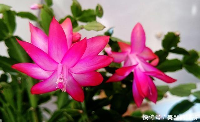 花朵|养花就养此3种,花朵硕大颜色鲜艳,好养易活爆盆容易,人见人爱