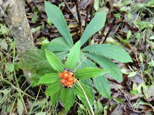  「竹林」在竹林，生长着“1种草”，被称为“重台”，别去踩它，太少见