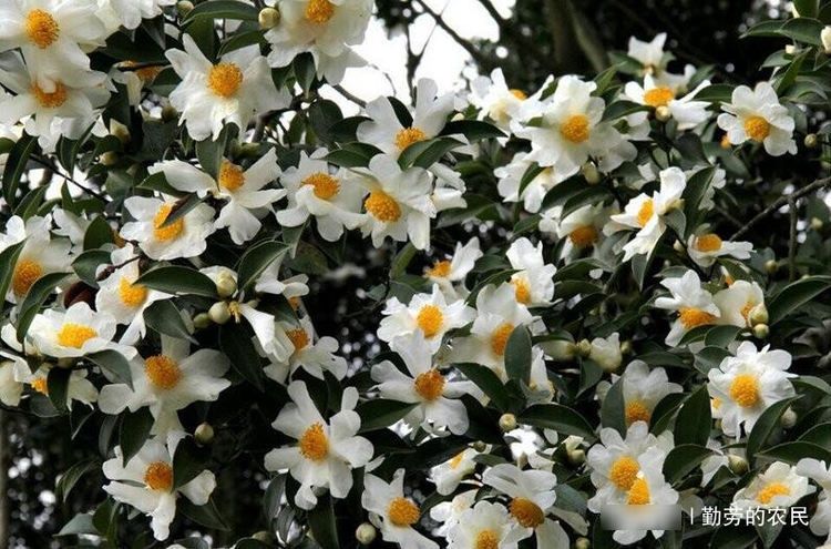  市场上：70年代人们大量种植，如今70元一斤很难买到，农民却不愿种，为何