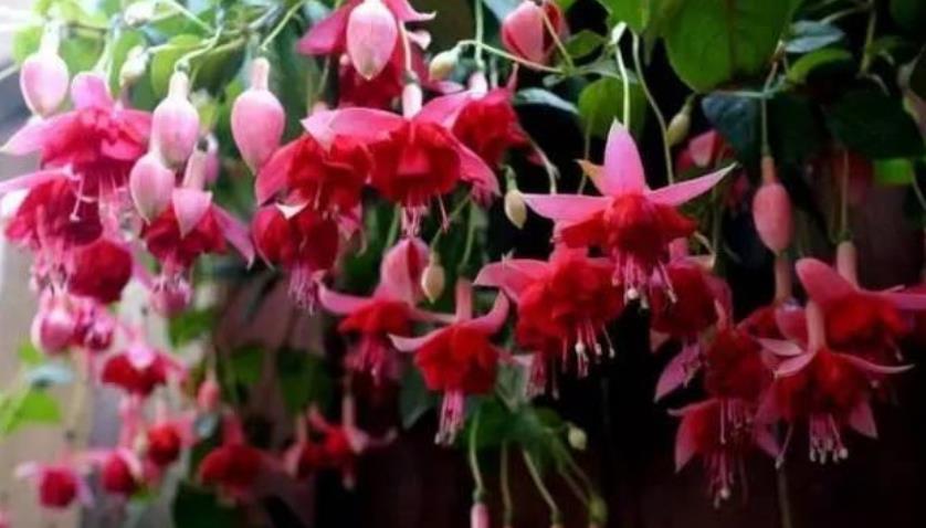 『烂根』夏天养花要注意,这些花不能多浇水,要么烂根黑腐只剩盆!