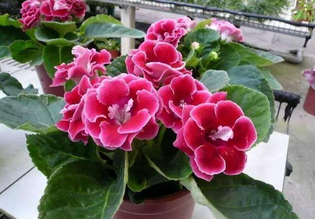 「盆栽」一波花卉:5种好养又好看的盆栽花卉,每一盆开花都是享受