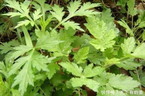 植物|卫生间异味难以忍受?这三种绿植放进去,清爽扑面而来