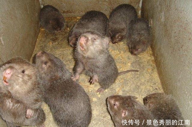  [围观]农村大哥挖窖，挖到一宝贝, 看清后高兴坏了, 引来村民围