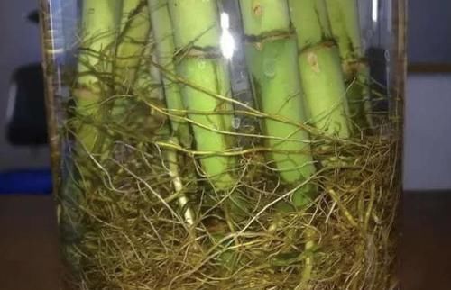  【此种】富贵竹、吊兰黄叶枯萎？此种水每个月“喷1次”，叶片变油亮！