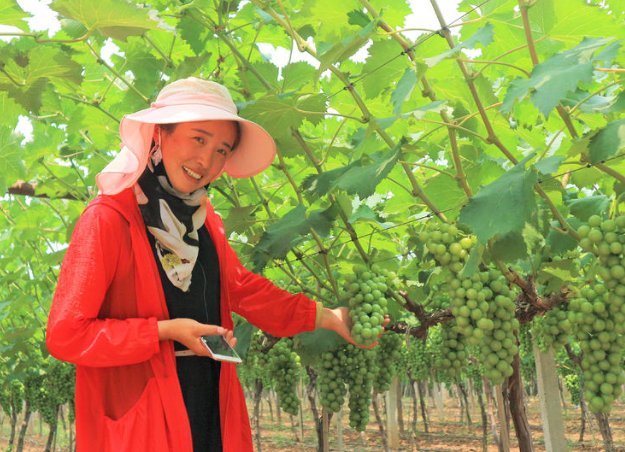  小伙|农村小伙放弃十万年薪，回乡种植十亩葡萄树，真能创业成功