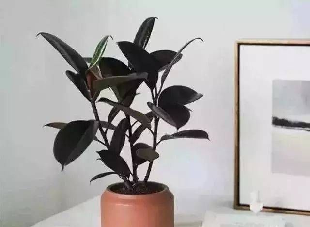 「越好」家里缺光也可以放心养的十种绿植,光越少长得越好