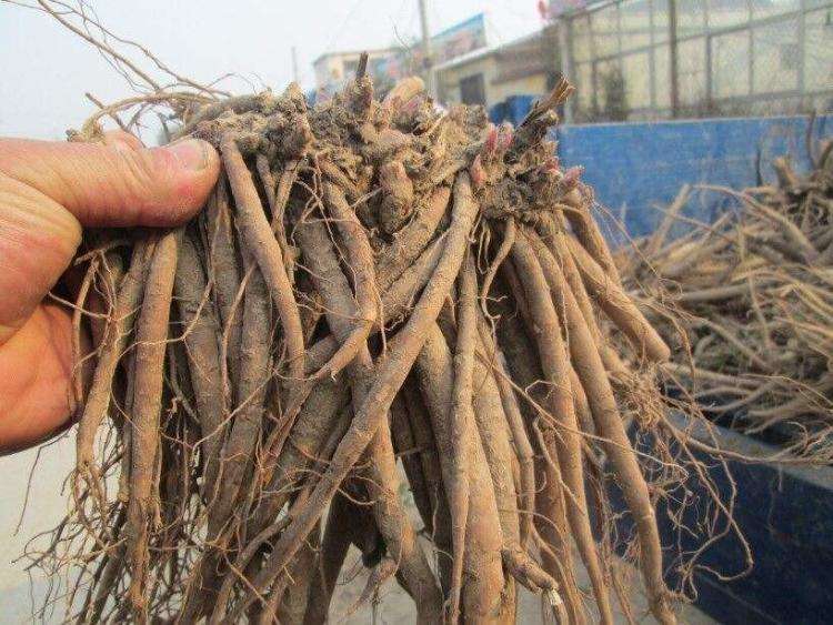  [作物]它曾是农民“致富”的作物，如今价格跌落神坛，一斤10元