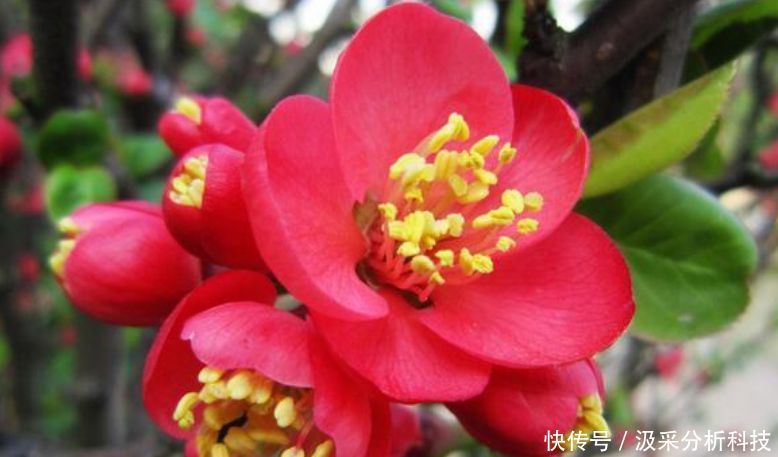  『花香』春天养花就养“它”，花香四溢，花朵多，开花一簇簇！