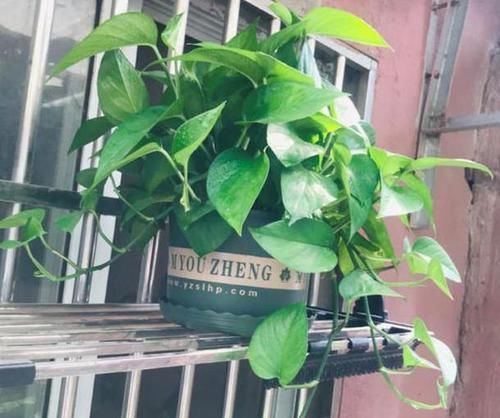 『绿萝』如何做出绿萝爱喝的'酸水'往黄豆汤里加点它们,肥效更好