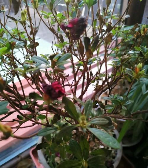  「养花」新手养花:杜鹃花一直在掉叶，水也浇了，肥了浇了，还有救吗？