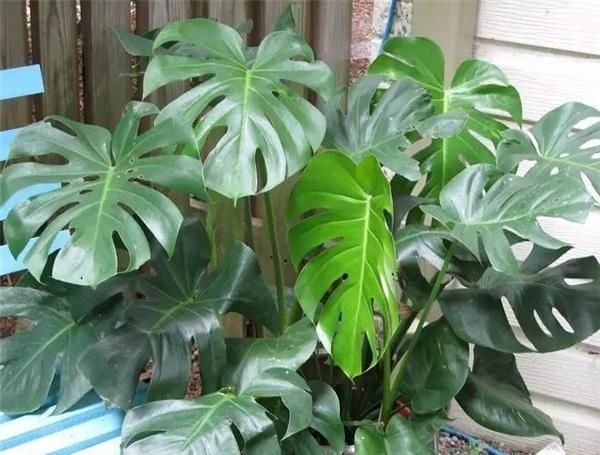  「种植」种植龟背竹以及如何照顾