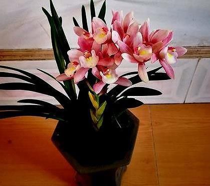  『香妃』有着极其好听的名字，名如其花，香气袭人，花色粉红可爱，易养活