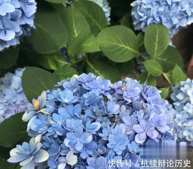  『爆盆』绣球花从花骨朵到盛花期该怎么养？做到4要点，开花爆盆90天