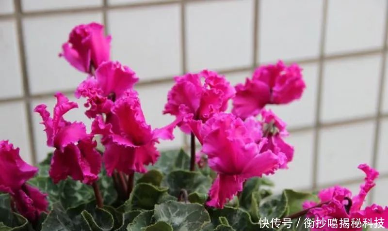  小妙■养花小妙招，花开爆满盆