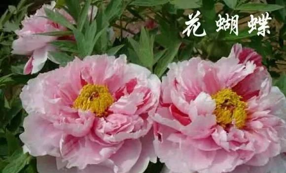  『牡丹』芍药和牡丹的区别图,看懂图就能轻松区分出来!