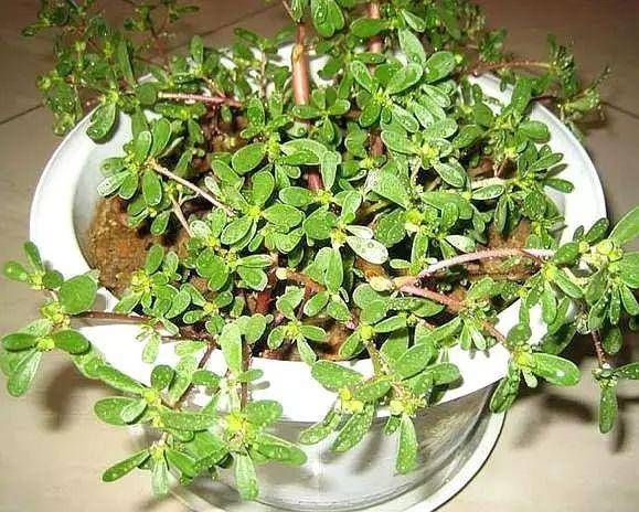  『身体』这3种植物再“丑”，但却是家庭的“保护神”，养1盆身体更健康！