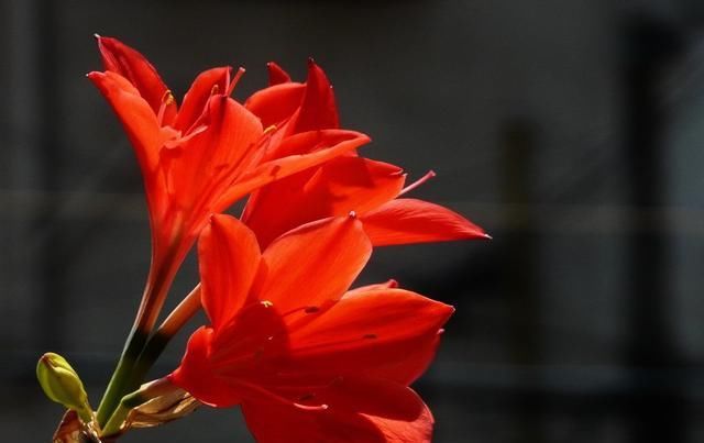  #常漂亮#这是我见过最漂亮的十种种球花，花期长、花色艳，真漂亮