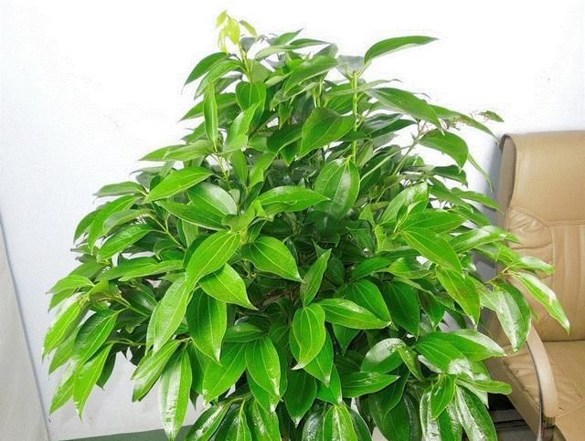  「耐阴」北阳台适合的植物介绍！耐阴好养，选择多样！