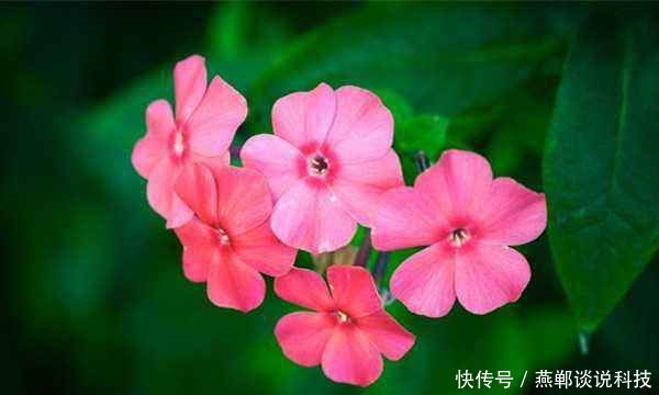 #深受#貌若西施的3种花,飘香藤、酒瓶兰、美女樱?,深受人们喜爱