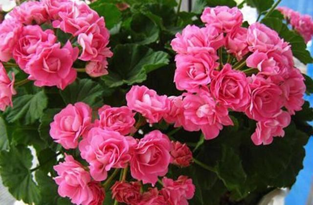  种花草：很好养的6种花草，扦插生根快，花儿开成团，漂亮易养活