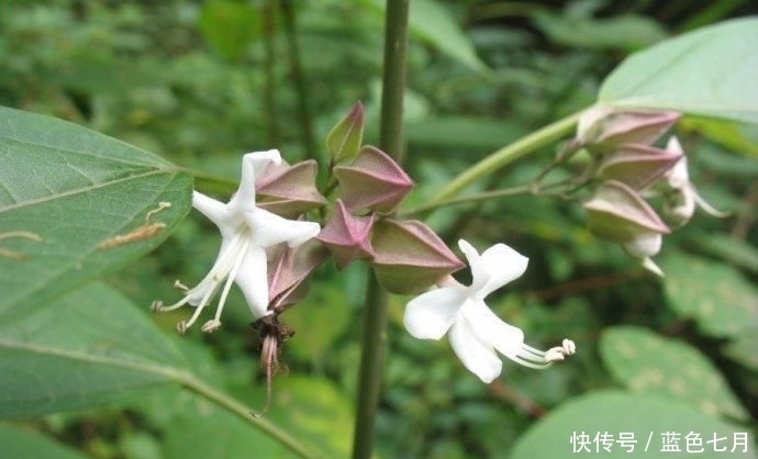  【鬼谷子】这东西，人称“鬼灯笼”，能治哮喘肺结核，野外遇见，引起重视