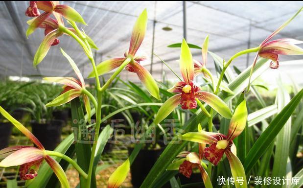 【送植料】9块9的兰花可以养吗?不信邪,看花友们的倾诉,笑出了腹肌