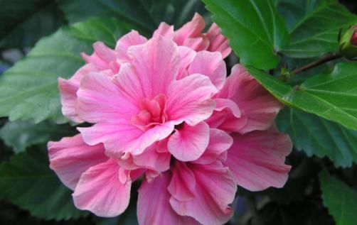 『随便』这些花随便养,一养就很容易爆盆,不仅特别好养活,开花还特漂亮